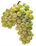 Albariño