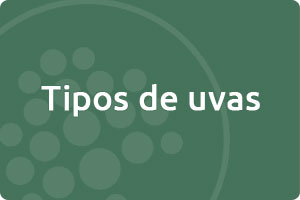 {}Tipos de uvas