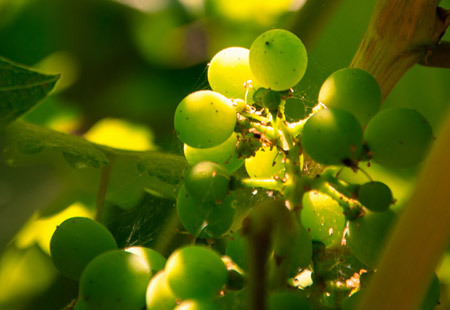 ¿Engorda el vino?