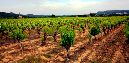 ¿Qué significan los números de la base de una botella de vino?