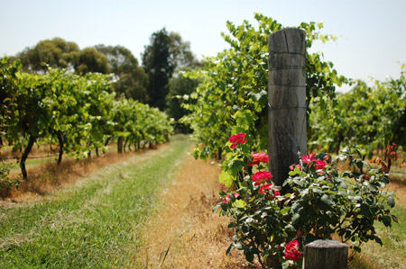 ¿Por qué se plantan rosales en los viñedos?